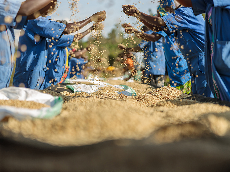 workers sorting coffee beans